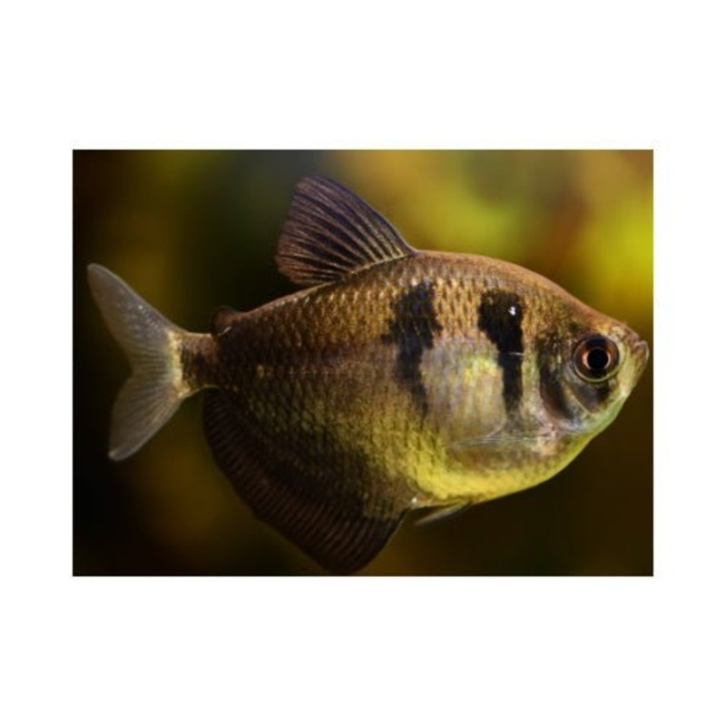 BLACK SKIRT TETRAS / Black Widow Tetra