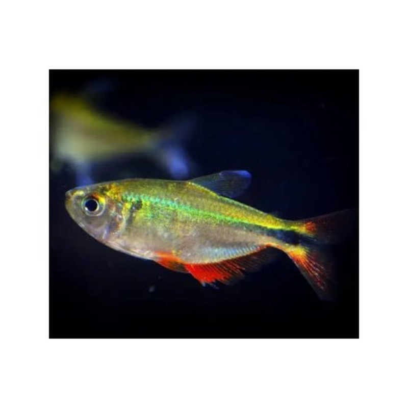 BUENOS AIRES TETRA
