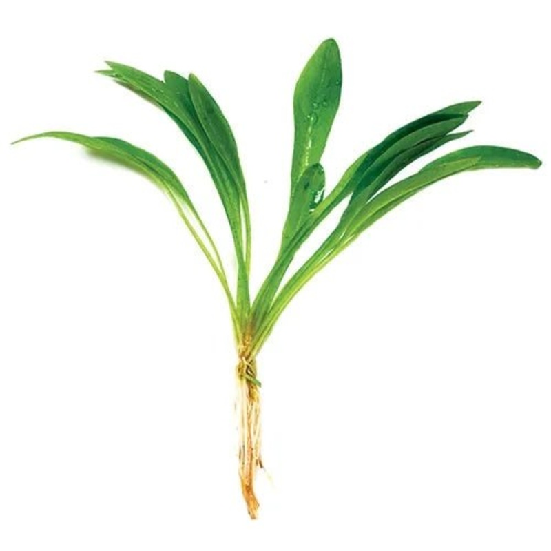CHAIN SWORD - Tissue Culture