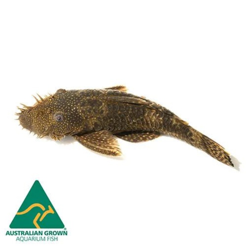 Common Bristlenose Pleco (Algae Eater)