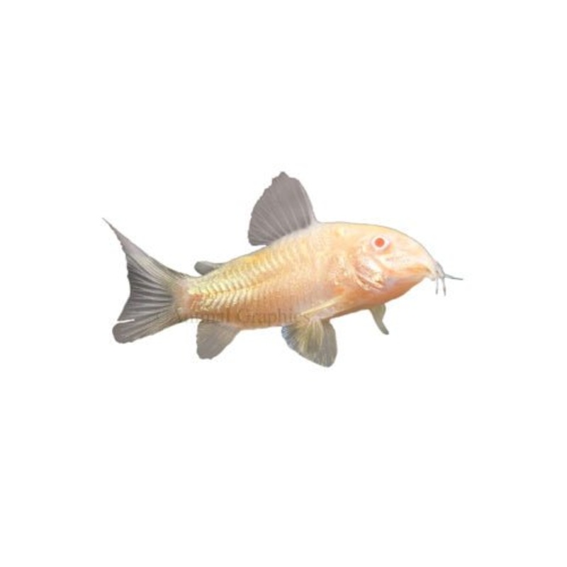 CORYDORAS  ALBINO