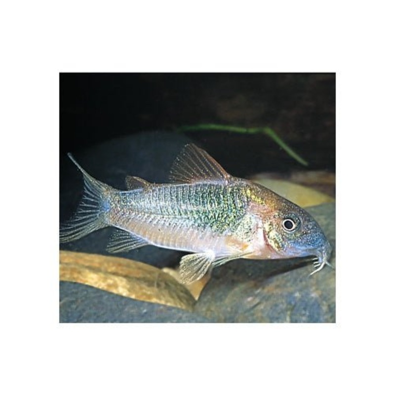 CORYDORAS  BRONZE