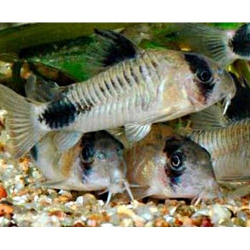 CORYDORAS - PANDA