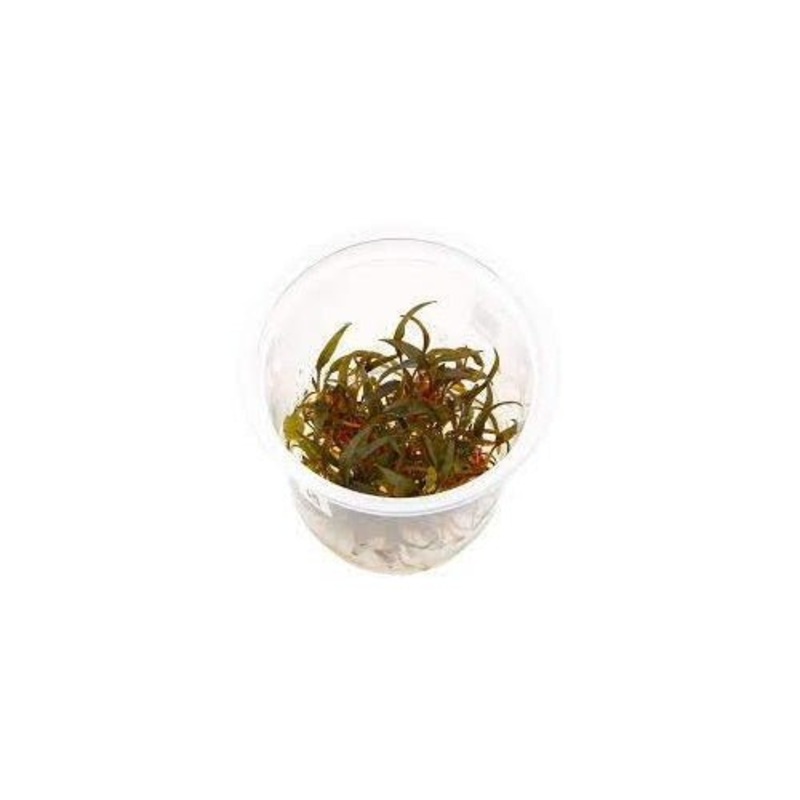 Cryptocoryne Axelrodi - Tissue Culture