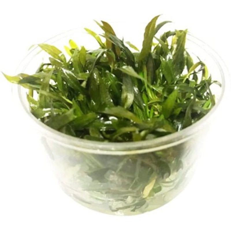 Cryptocoryne Green Gecko - Tissue Culture