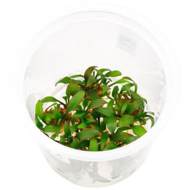 CRYPTOCORYNE Mix Large