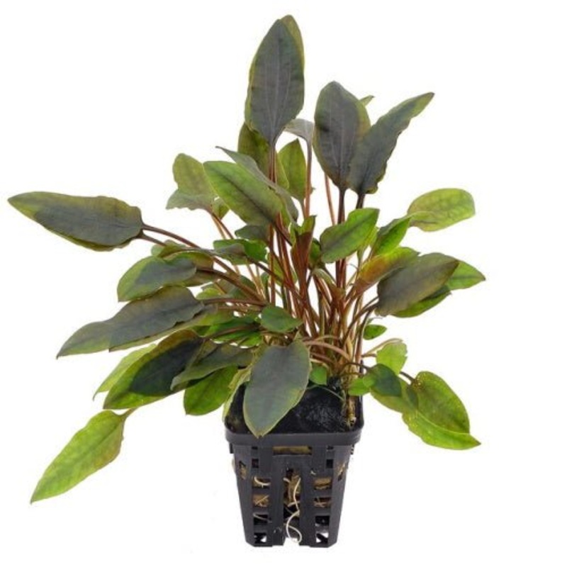 CRYPTOCORYNE Mix Small