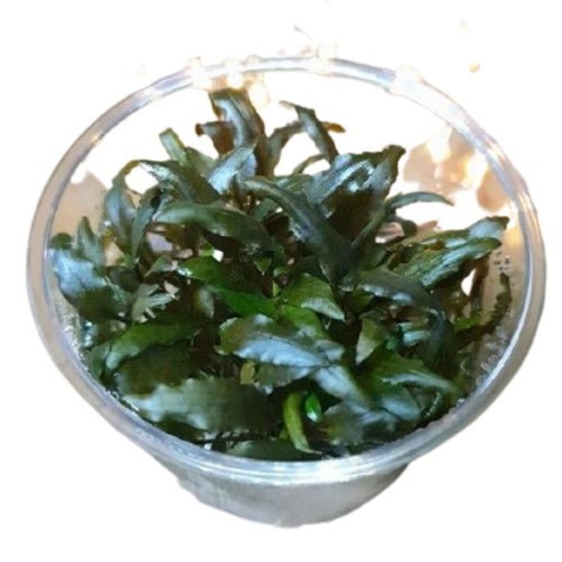 CRYPTOCORYNE WENDTII BROWN