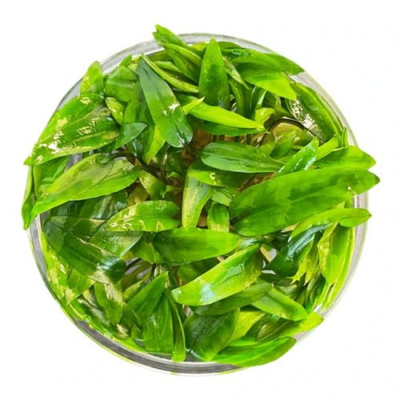 Cryptocoryne Wendtii Green