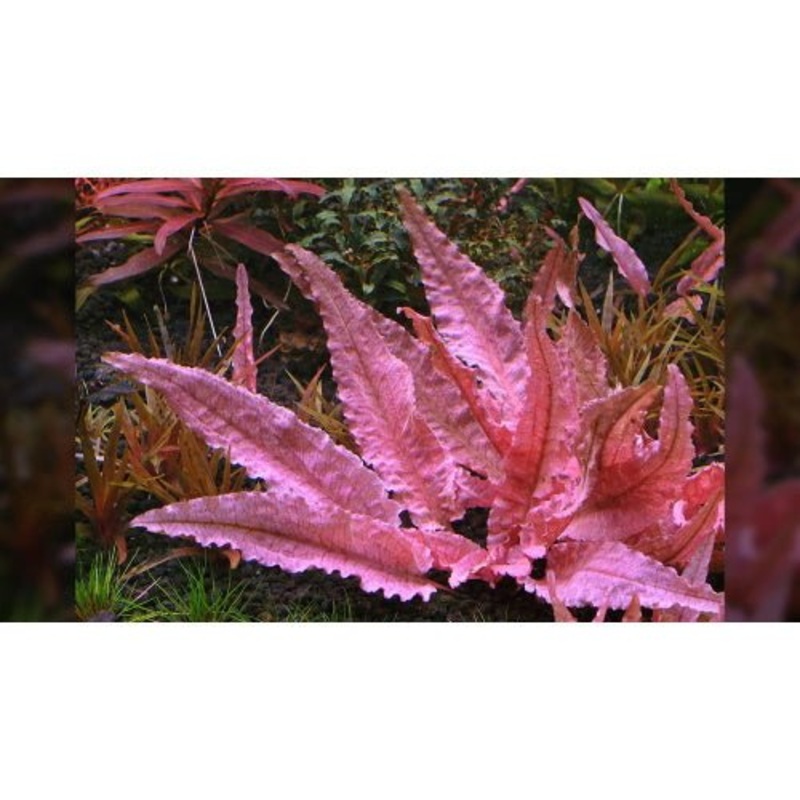 CRYPTOCORYNE WENDTII (PINK FLAMINGO)