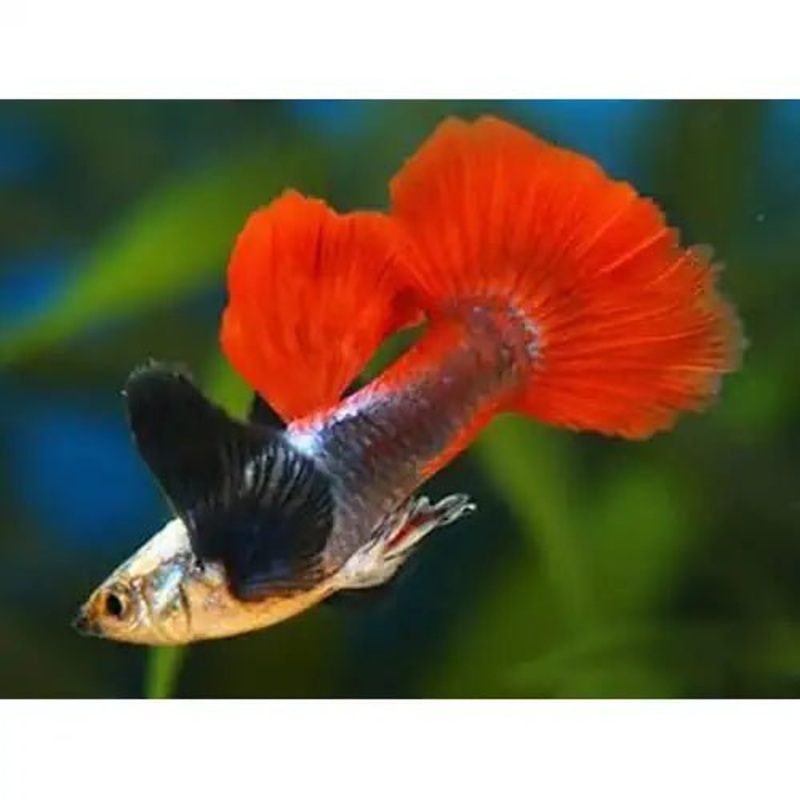 DUMBO EAR MALE GUPPY - ASSORTED