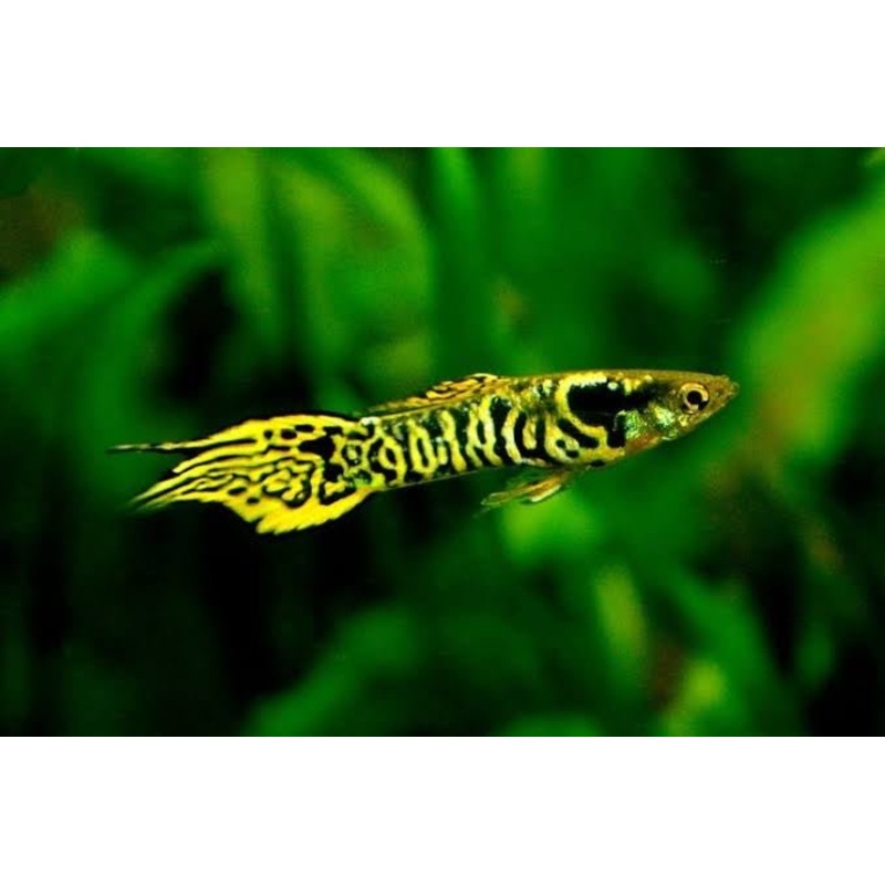 ENDLERS - TIGER