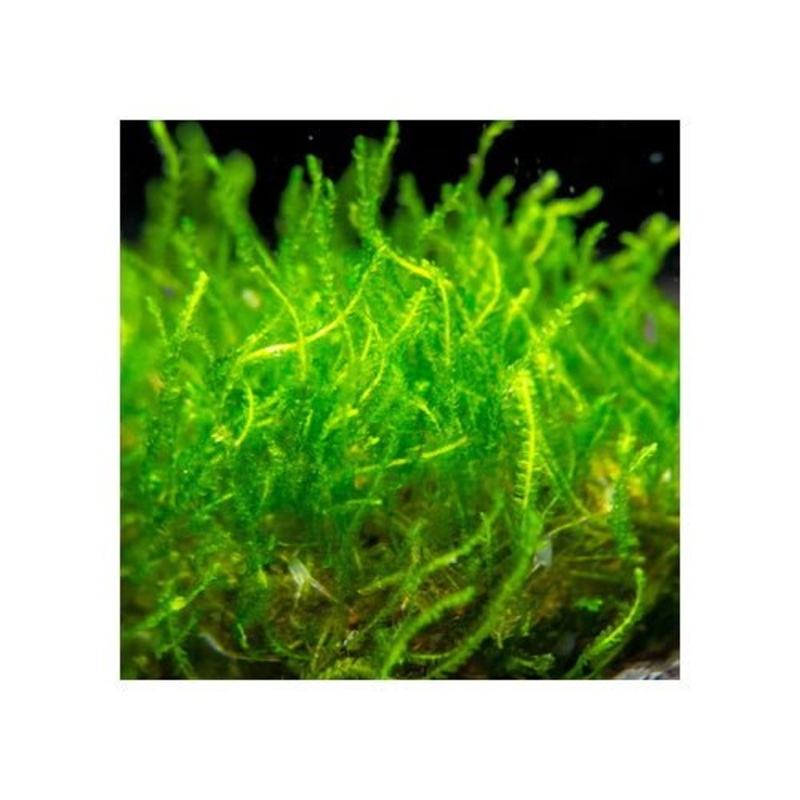 FLAME MOSS