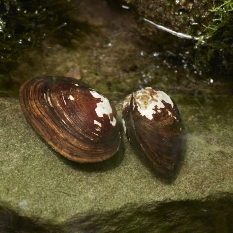 FRESH WATER MUSSELS