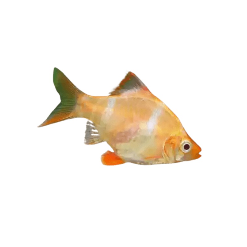 GOLD TIGER BARBS
