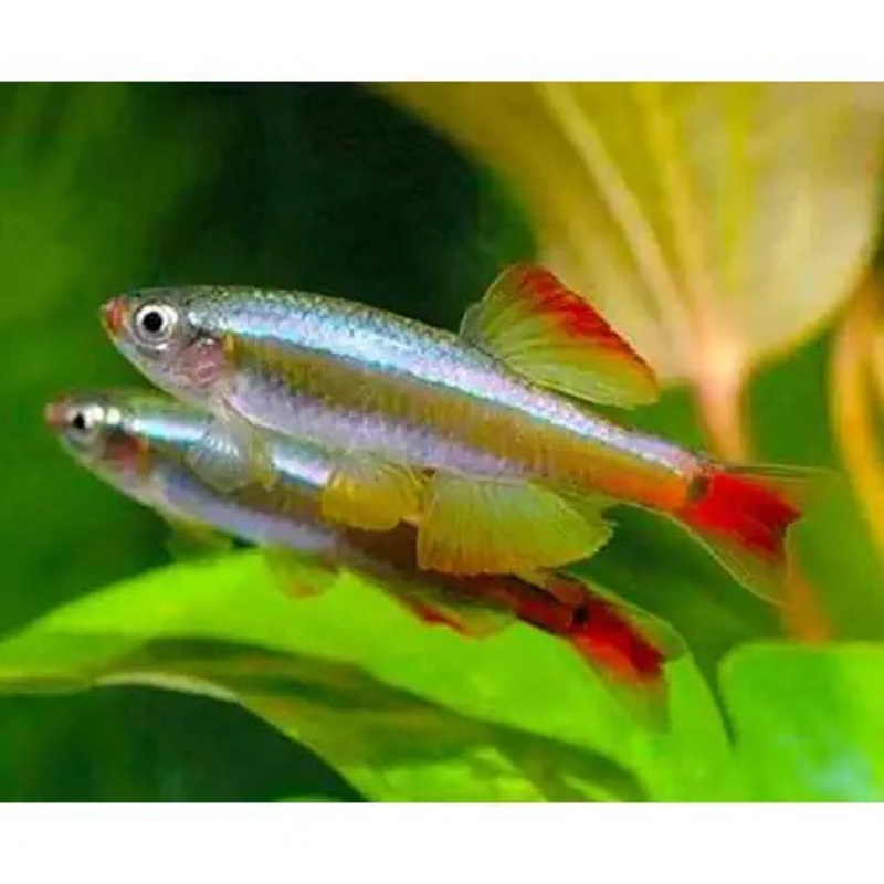 GOLDEN WHITE CLOUD MINNOWS