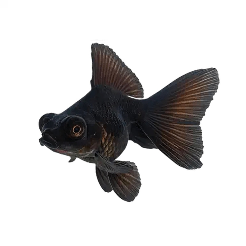Goldfish Black Telescope
