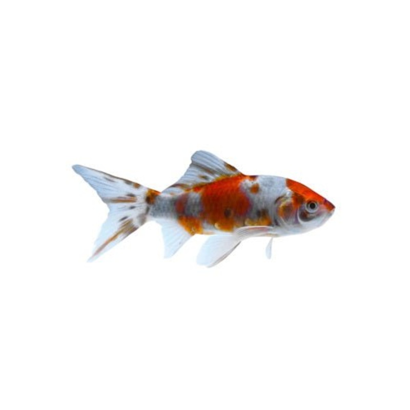 GOLDFISH - COMETS
