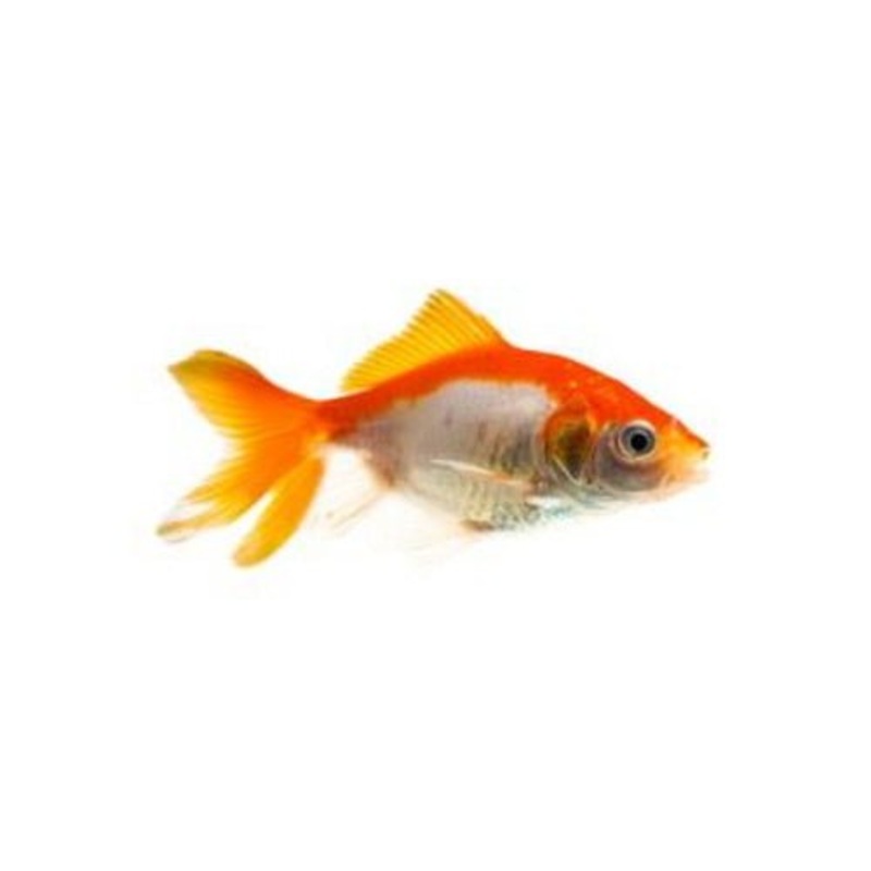 GOLDFISH - FANTAIL