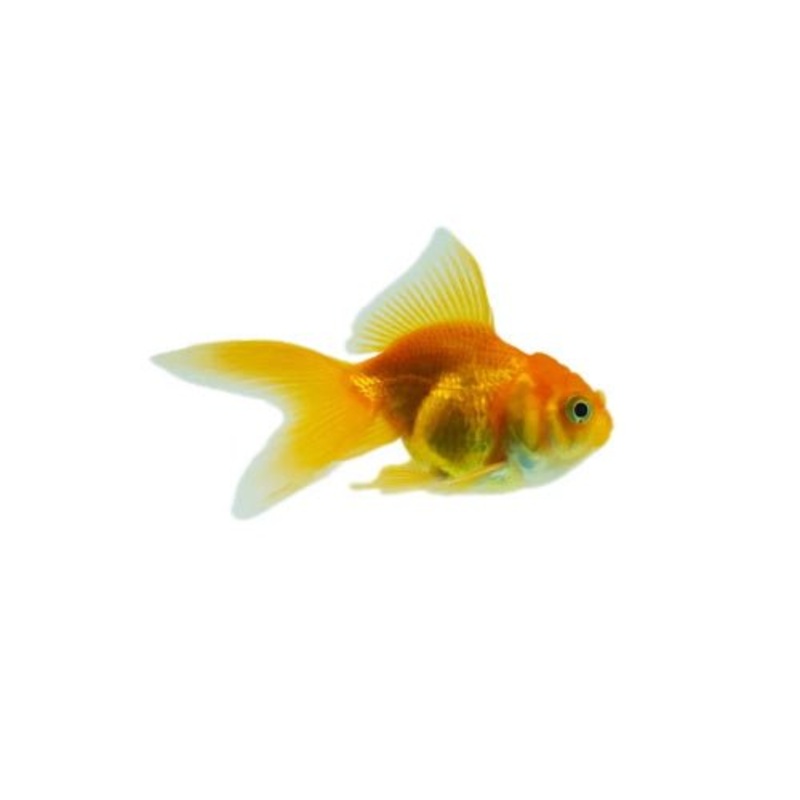 GOLDFISH - ORANDA