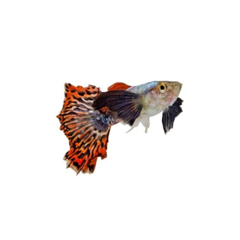 GUPPY - ASSORTED