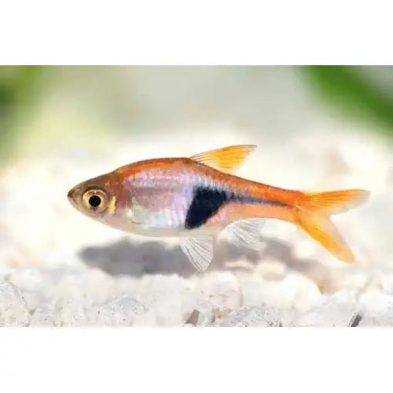 HARLEQUIN RASBORA