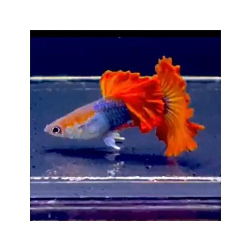 HB RED ROSE GUPPY BREEDING PAIR