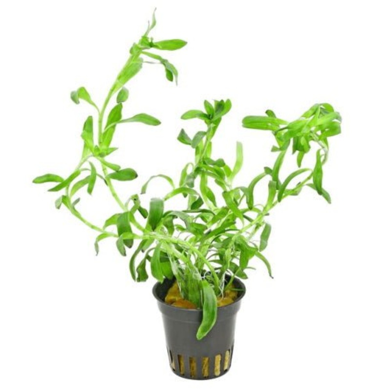 HETERANTHERA ZOSTERFOLIA EMERSED