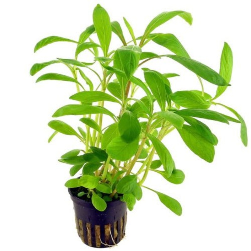 HYGROPHILA COSTATA