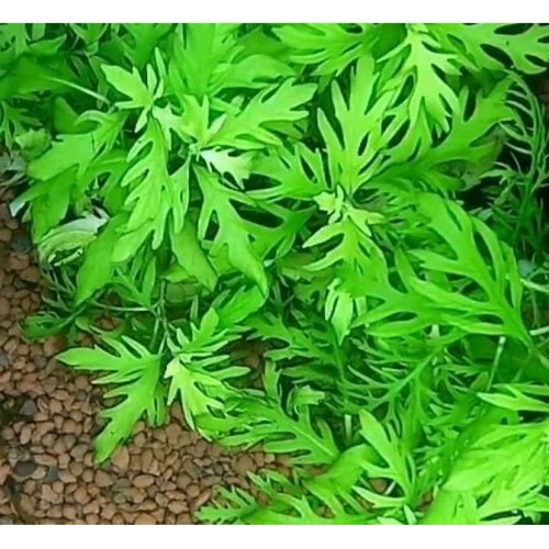 Hygrophila Difformis - Wisteria