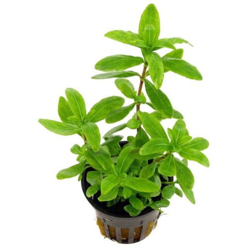 HYGROPHILA POLYSPERMA