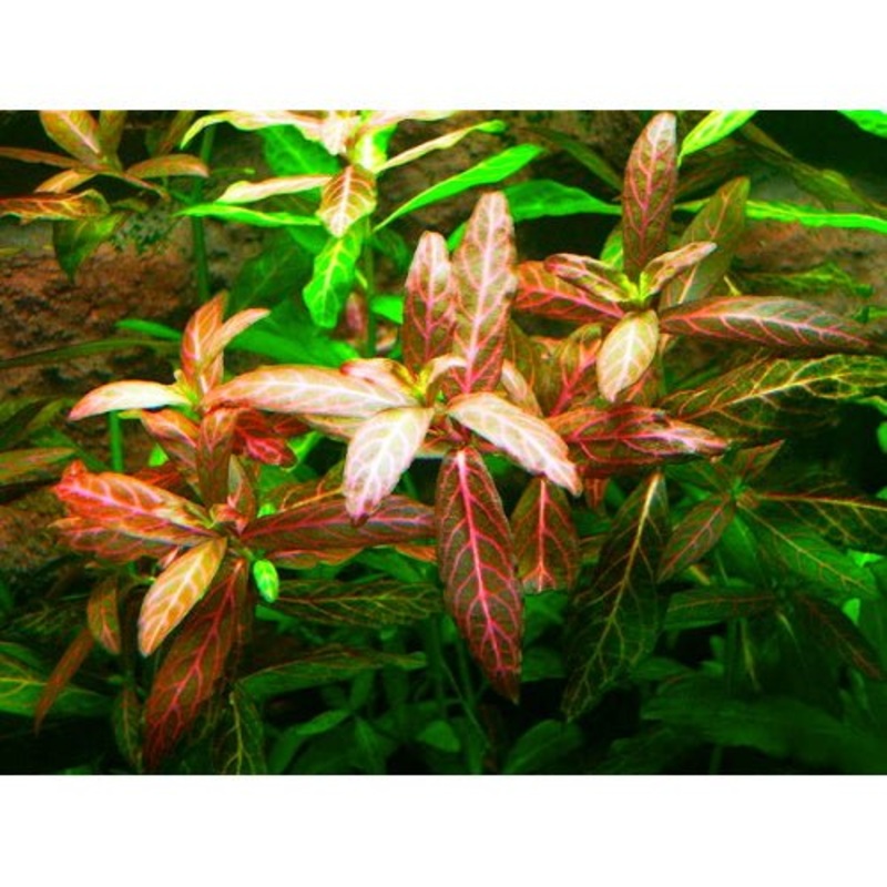 Hygrophila Rosanervis - Pink Poly