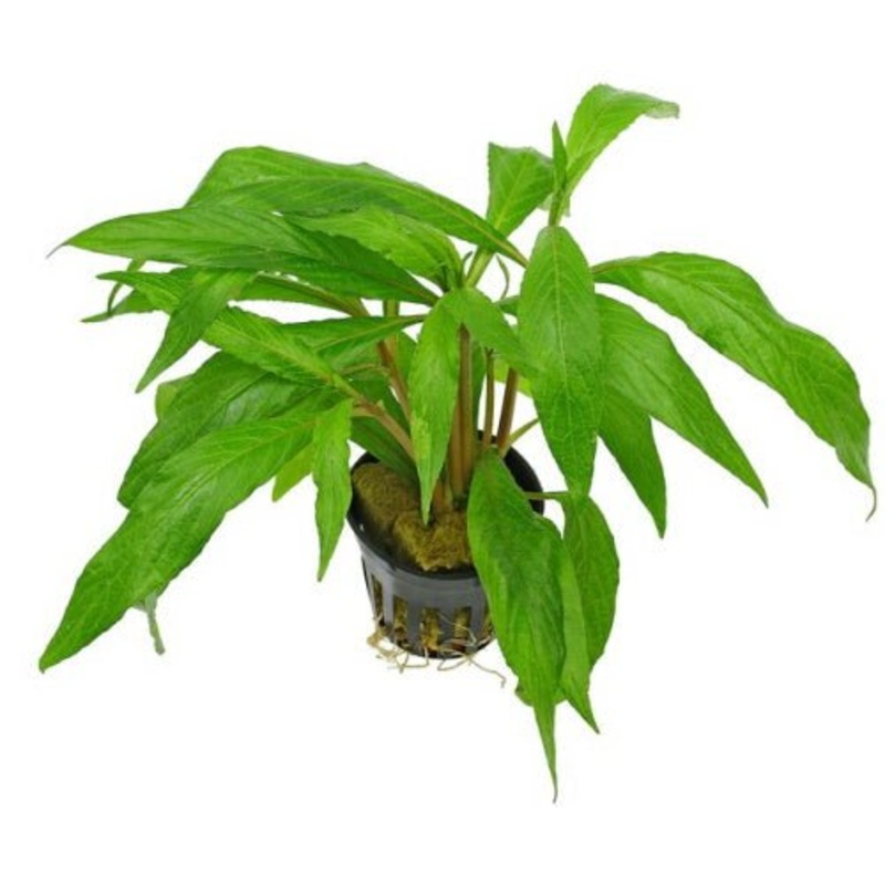 HYGROPHILA SALICIFOLIA WILLOW LEAF