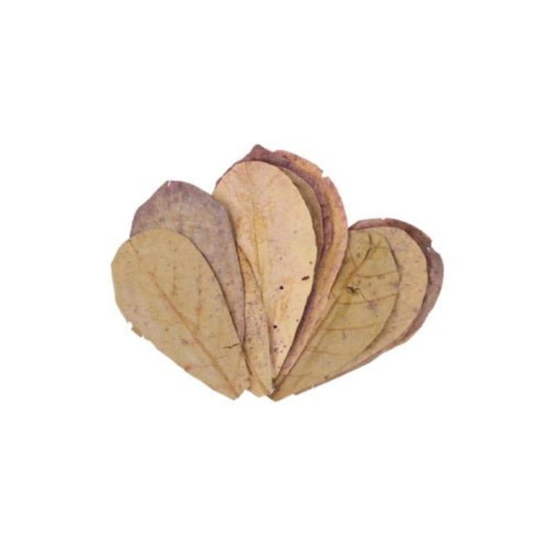 Indian Almond Leaf (Katappa Leaf)