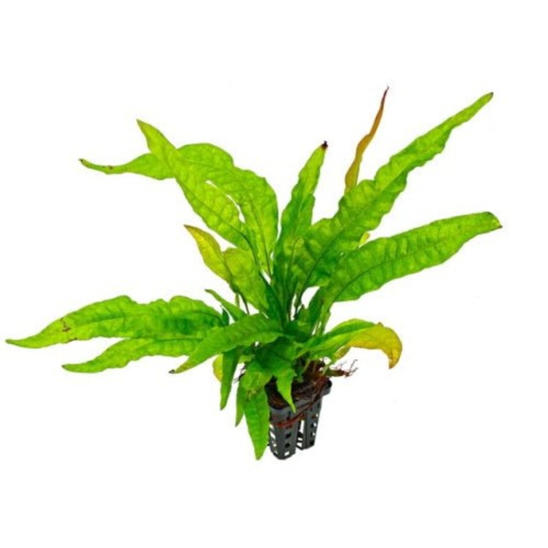 JAVA FERN