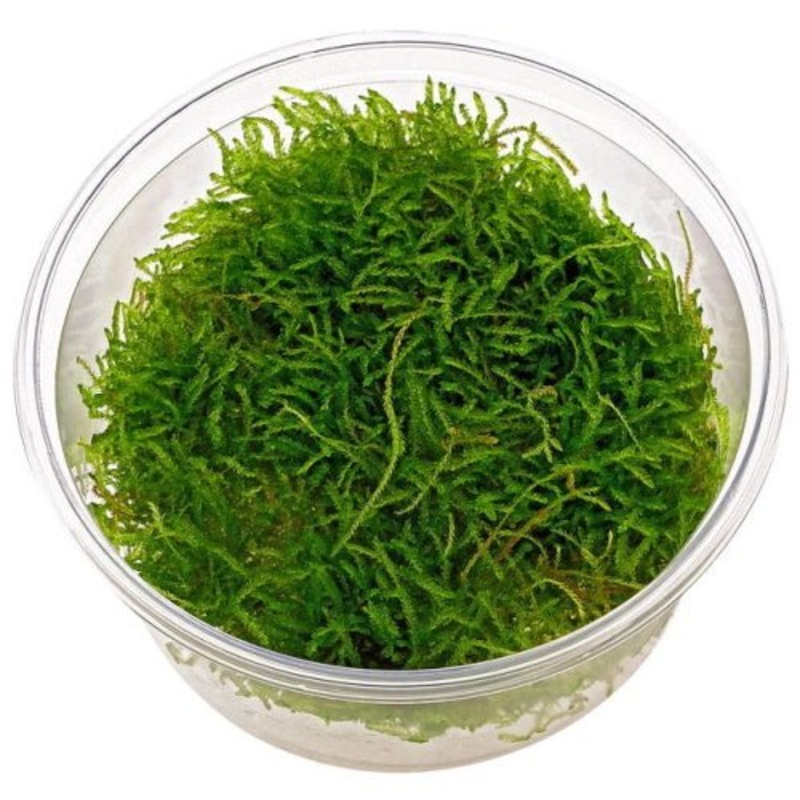 Java Moss