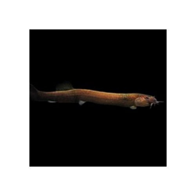 KULHI LOACH - BLACK
