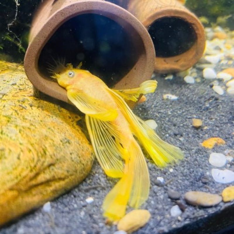 Lemon Blue Eye Longfin Bristlenose (L144)