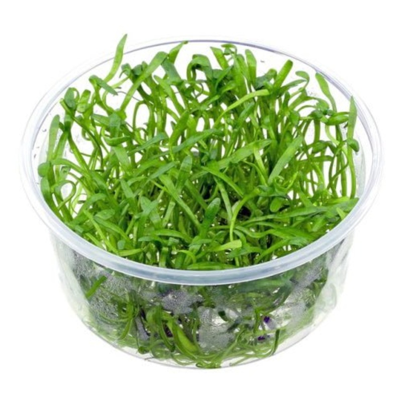 LILAEOPSIS