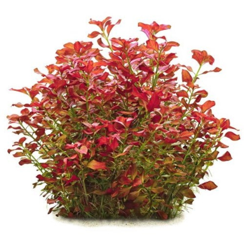 LUDWIGIA REPENS RUBY