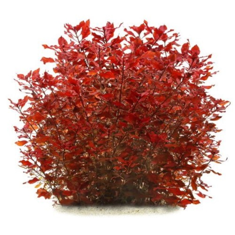 Ludwigia Super Red Mini