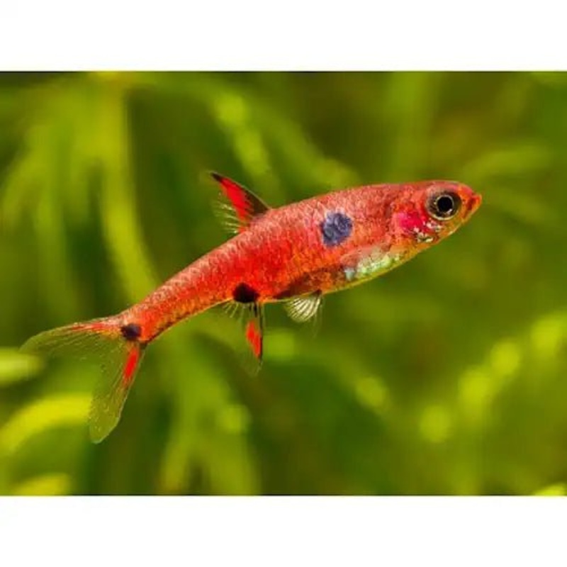 MACULATA RASBORA