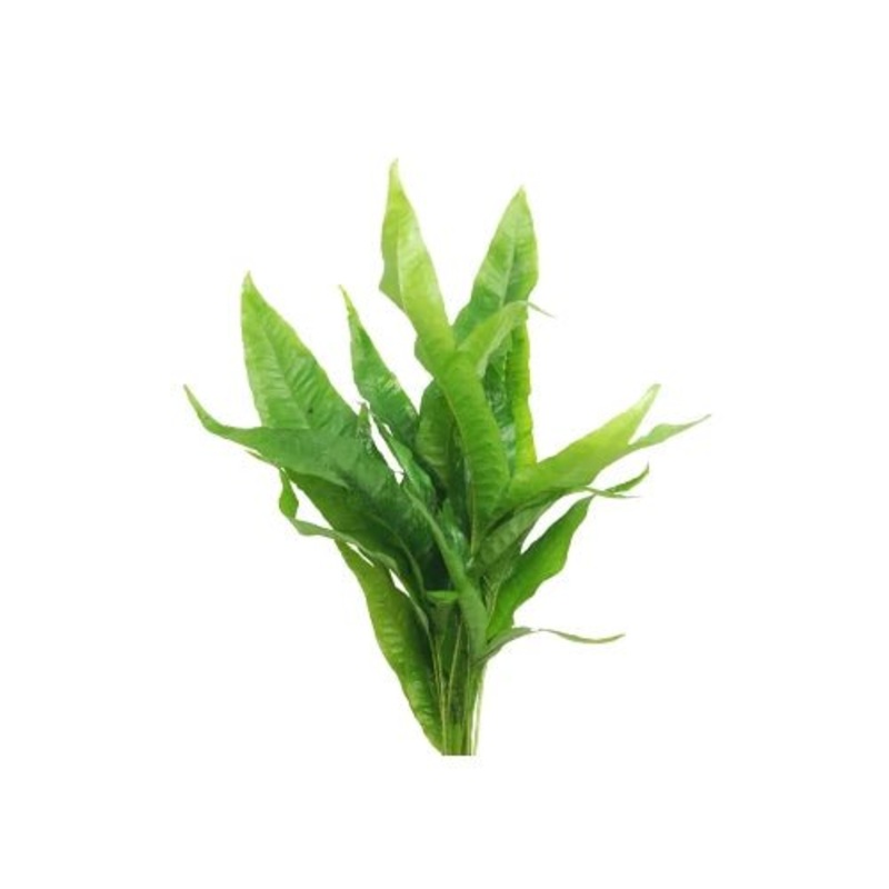 MICRO INDO JAVA FERN
