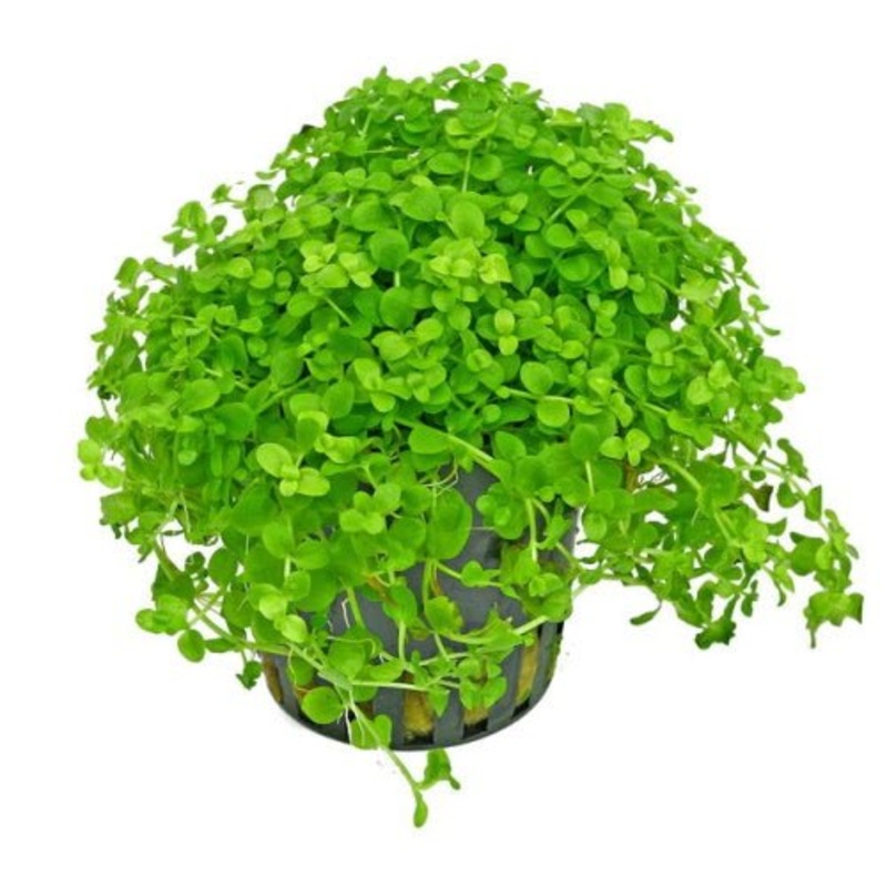 Monte Carlo - Carpeting Plant