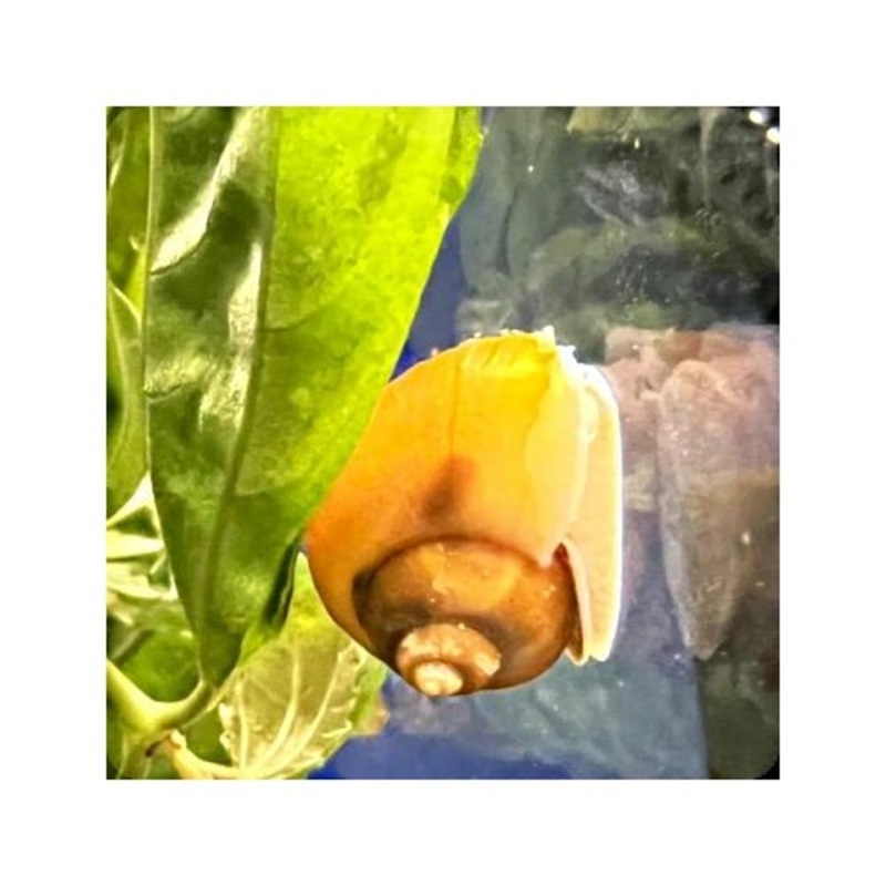 MYSTERY SNAIL GOLD
