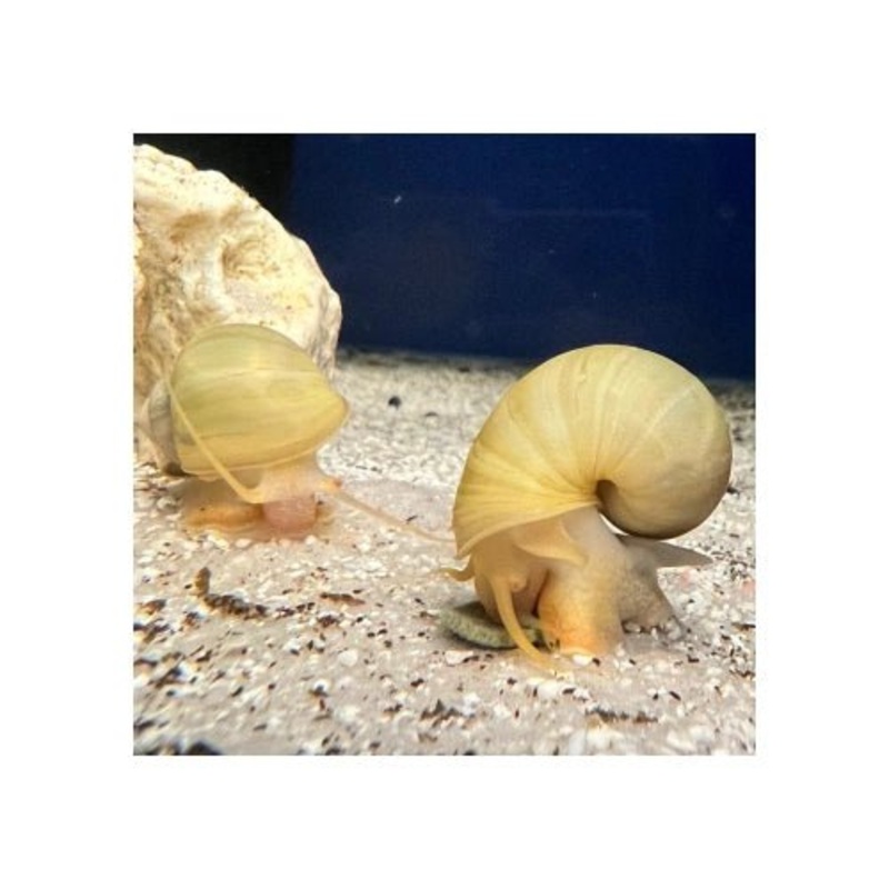 MYSTERY SNAIL IVORY