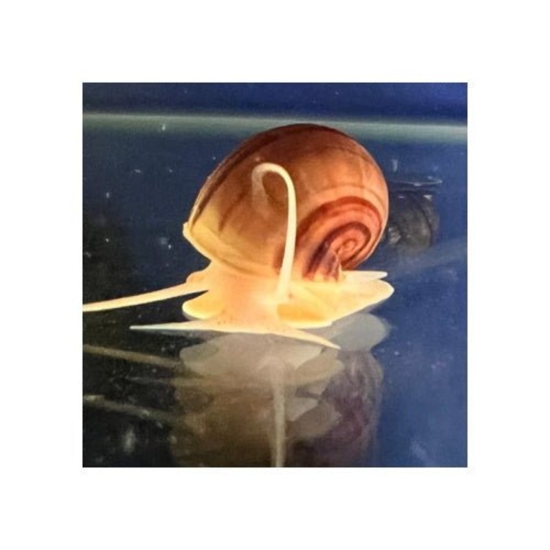MYSTERY SNAIL MAGENTA