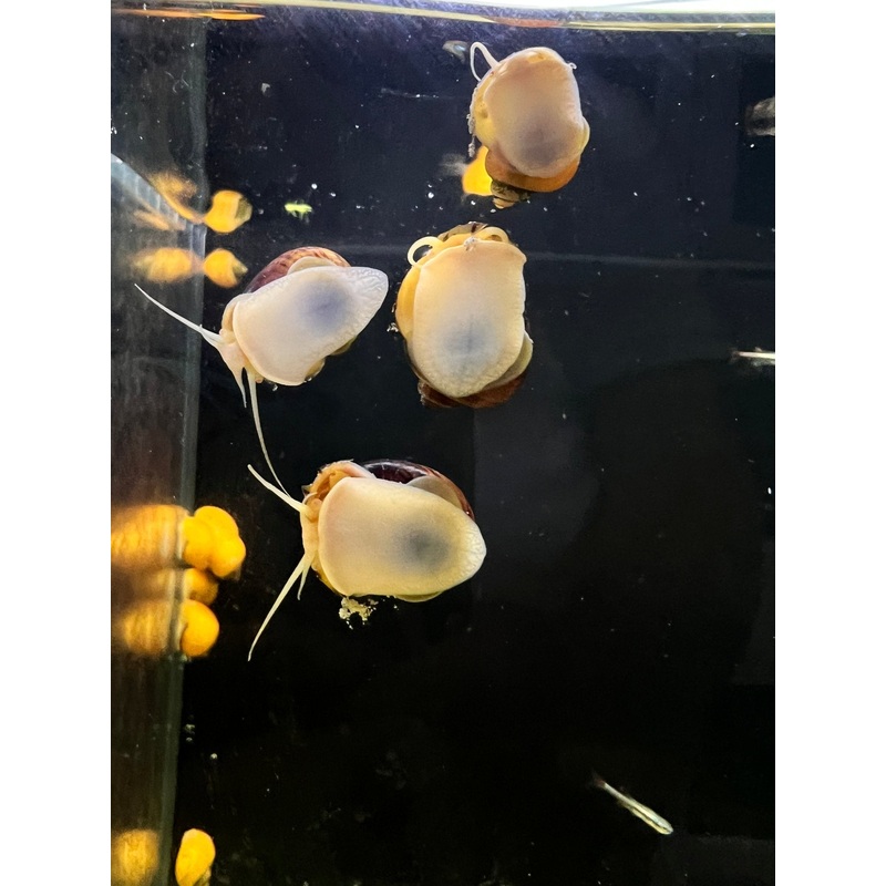 Mystery Snail - Tort