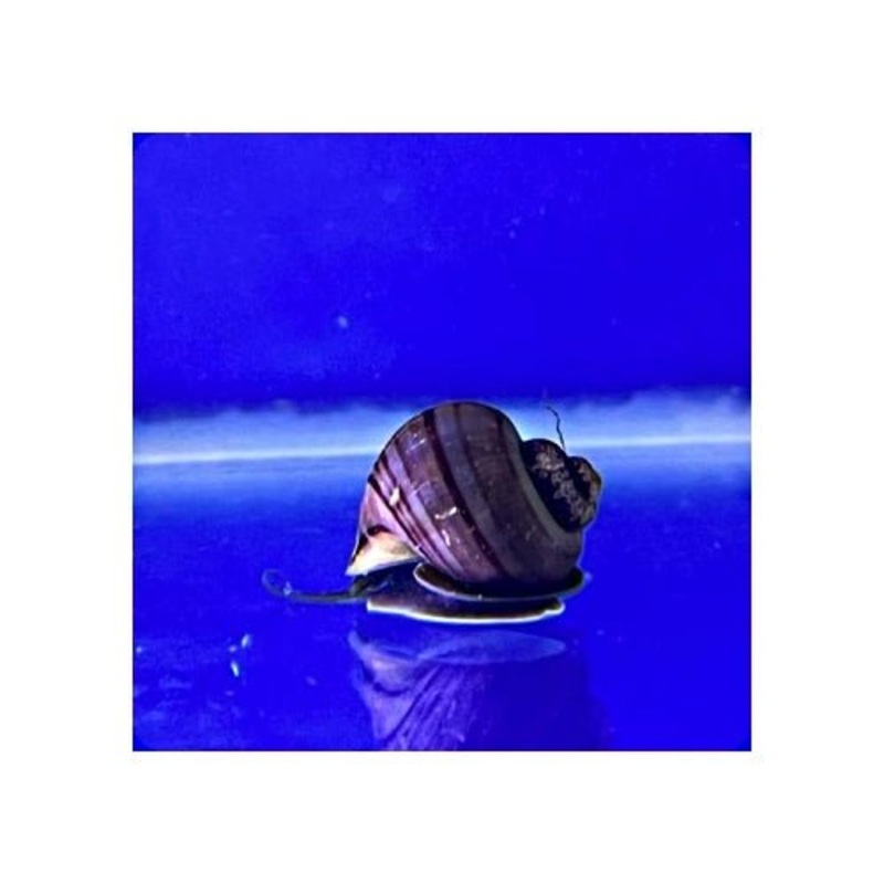 MYSTERY SNAILS PURPLE