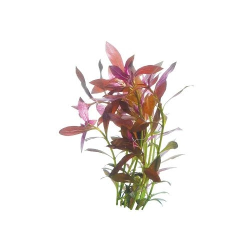 NARROW LUDWIGIA